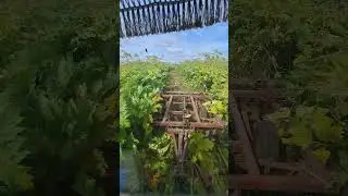 Снова боремся с борщевиком!