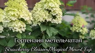 8 августа 2024 г. Кто прекрасней? Строберри Блоссом или Меджикал Маунт Фуджи