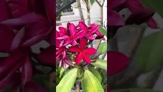 Plumerias in bloom: Guillot Sunset, Siam Ruby, Puu Kahea