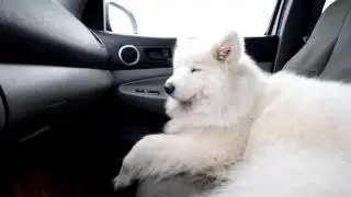 Alice riding shotgun 2/22/2014