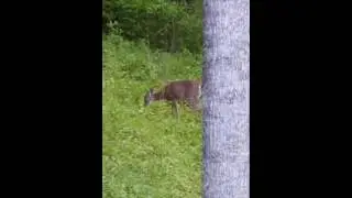 Doe Saga