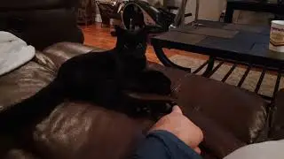 Annoying the Cat