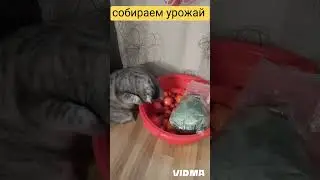Урожай 2023 года был принят начальником ОТК