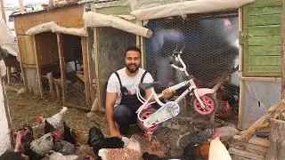 5 Things You Need to Feed a Chicken