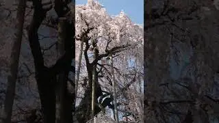 三春滝桜　満開