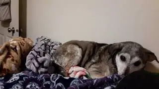 Husky Whippet Dog Making Her Bed AKA How Many Blankets Does One Dog Need? #husky #dogs #whippet