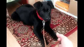Приучаем ЩЕНКА к ПОВОДКУ. С чего начать? Первый выход Багиры НА УЛИЦУ. Насыщенный день