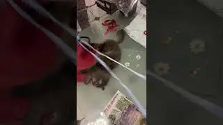 Дурная кошка , лента то над стеклом 🤣 #кошки #кот #котики