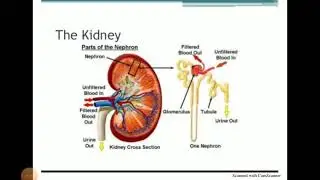 Explanation of kidney