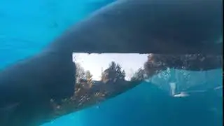 Pittsburgh Zoo - Sea Lions (Part 2)