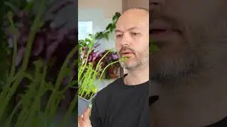 DON'T harvest your basil like this