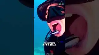 Cleaner Wrasse | The Dentist Fish
