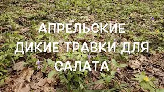 Апрельские дикие травки для салата