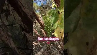 The Old Grape Vine Has Grapes This Year!