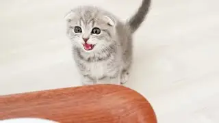Lulu, the kitten who meows as soon as she sees food, is so cute...
