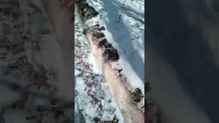 Дом бобра