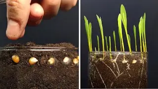 Growing corn time lapse 