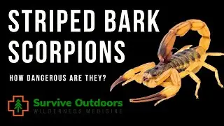 How Dangerous are Scorpions in the United States?