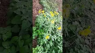 nature beauty #flower #pigeon #tree #viral #shorts #youtube #forest