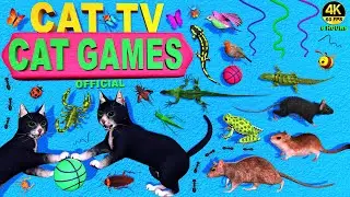 CAT GAMES OFFICIAL | ULTIMATE CAT VIDEOS COLLECTION FOR FELINE FRIENDS | CAT TV FOR CATS TO WATCH 4K