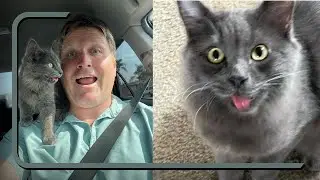 This Man Teaching People How To Talk Proper Like A Cat