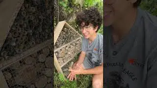 Do insect hotels work? 🤔 
