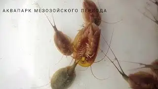 Летний щитень: мезозой в луже