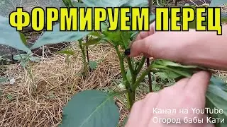 Как правильно формировать перцы в теплице, быстро и просто