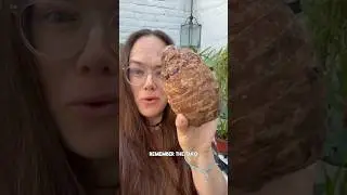 Have you tried growing Taro corms into Colocasia plants?! I love that this actually worked #taro