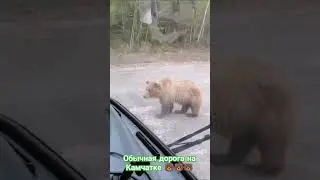 Обычная дорога на Камчатке 🐻 