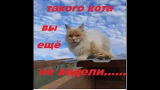 Такого кота вы еще не видели....