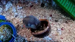 Лечение Тедди, его состояние