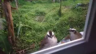 Birds obsessed with glass | boss AOP