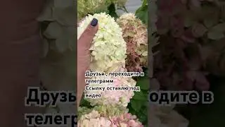 https://t.me/Gortenziievgeniimanagarovoi