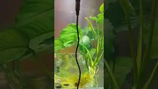 MAVİ ELMA SALYANGOZLARIM AKVARYUMA ADAPTE OLDULAR 🐌 💙
