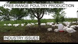 FREE-RANGE CHICKEN FARMING: INDUSTRY ISSUES.