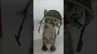 ciaap #cat #kucingabuabuyanglucu #babyanimal #catlover #kucinglucuiimut