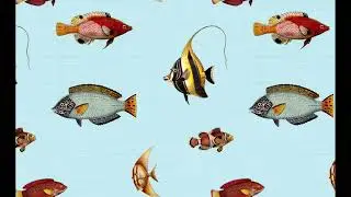 reef