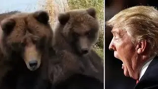 Trump FAILS To Stop Fat Bear Week