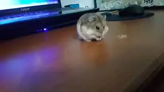 Un kurdu canlılar için doğal protein