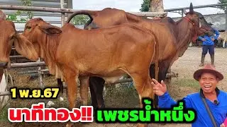 นาทีทอง‼️วัวท้อง วัวแม่ ลูกวัวสาว เพชรน้ำหนึ่งจัดโปรใหญ่ | 1 พ.ย.67 |  ซื้อคลิปนี้ไม่มีขาดทุน