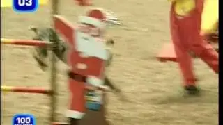 The fastest dog in the universe!