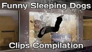 A Compilation Of Funny Sleeping Dogs Clips