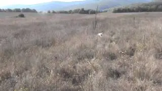 охота на перепела