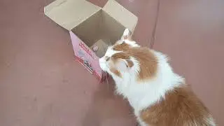 Важные дела Лучика