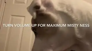 Asmr dog (misty)eating watermelon 🍉 mm