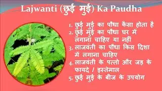 Benefits of Lajwanti | Lajwanti Plant | Benefits of Lajwanti Seeds | What is the use of Mimosa pl...