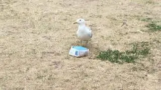 Sea gull feeding on rubbish