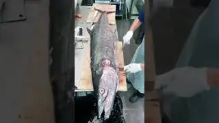 Big Fish Cutting Skill #shorts