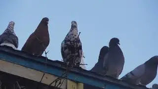 Ветра дуют в море, голубей выпускаю только вечером покушать.